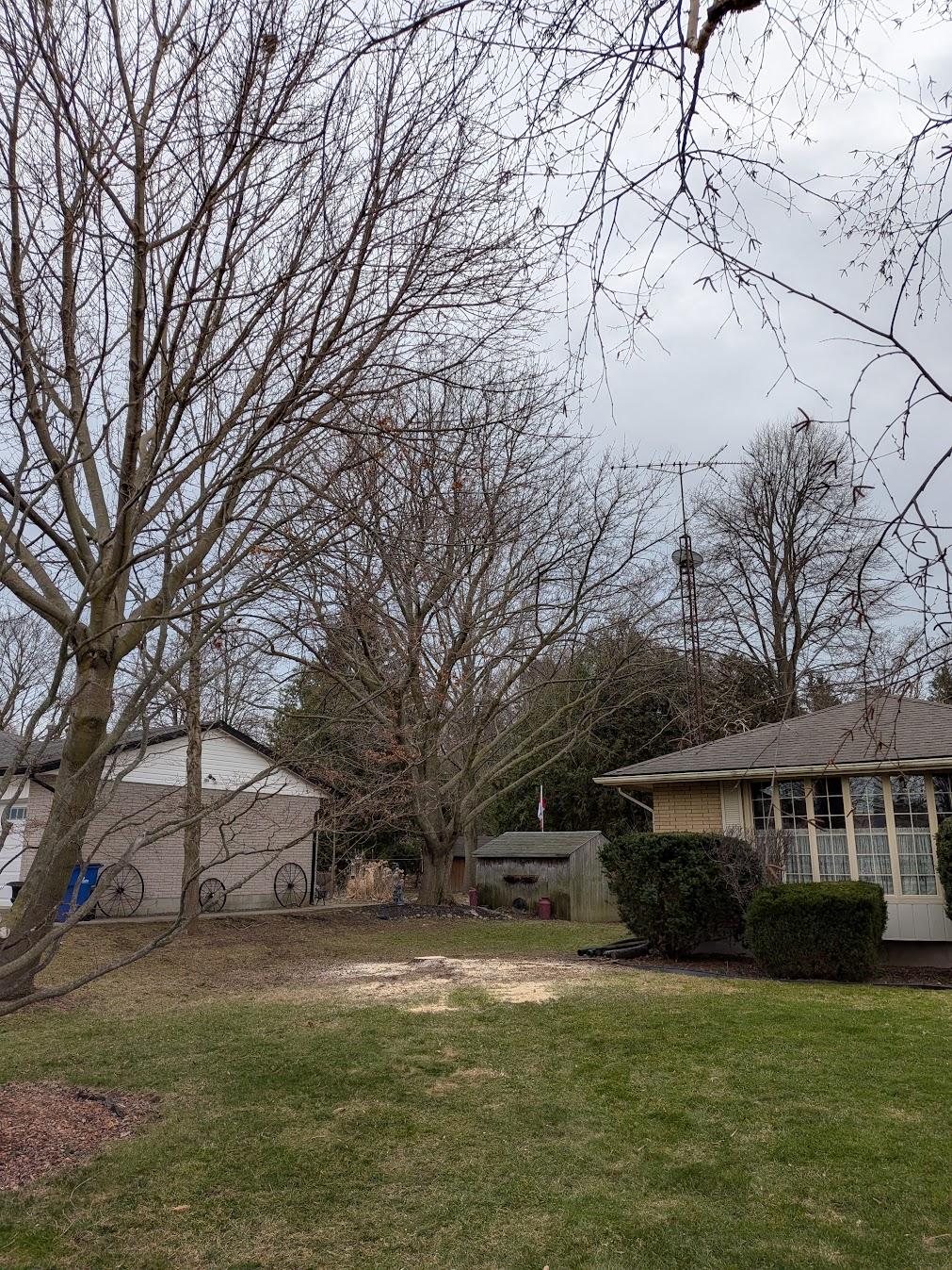 Tree Removal after