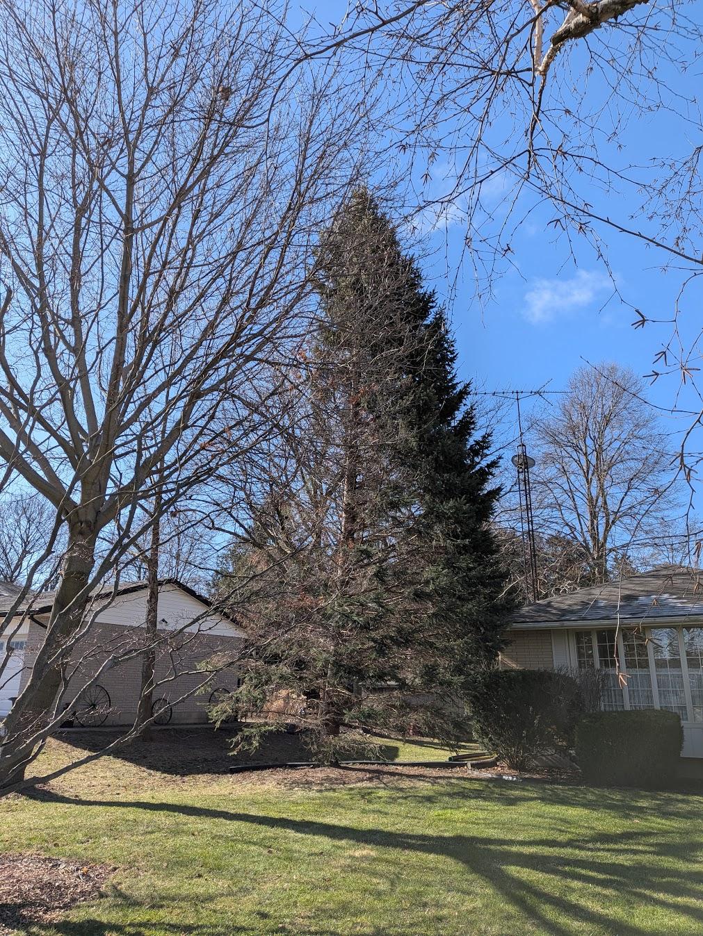 Tree Removal before