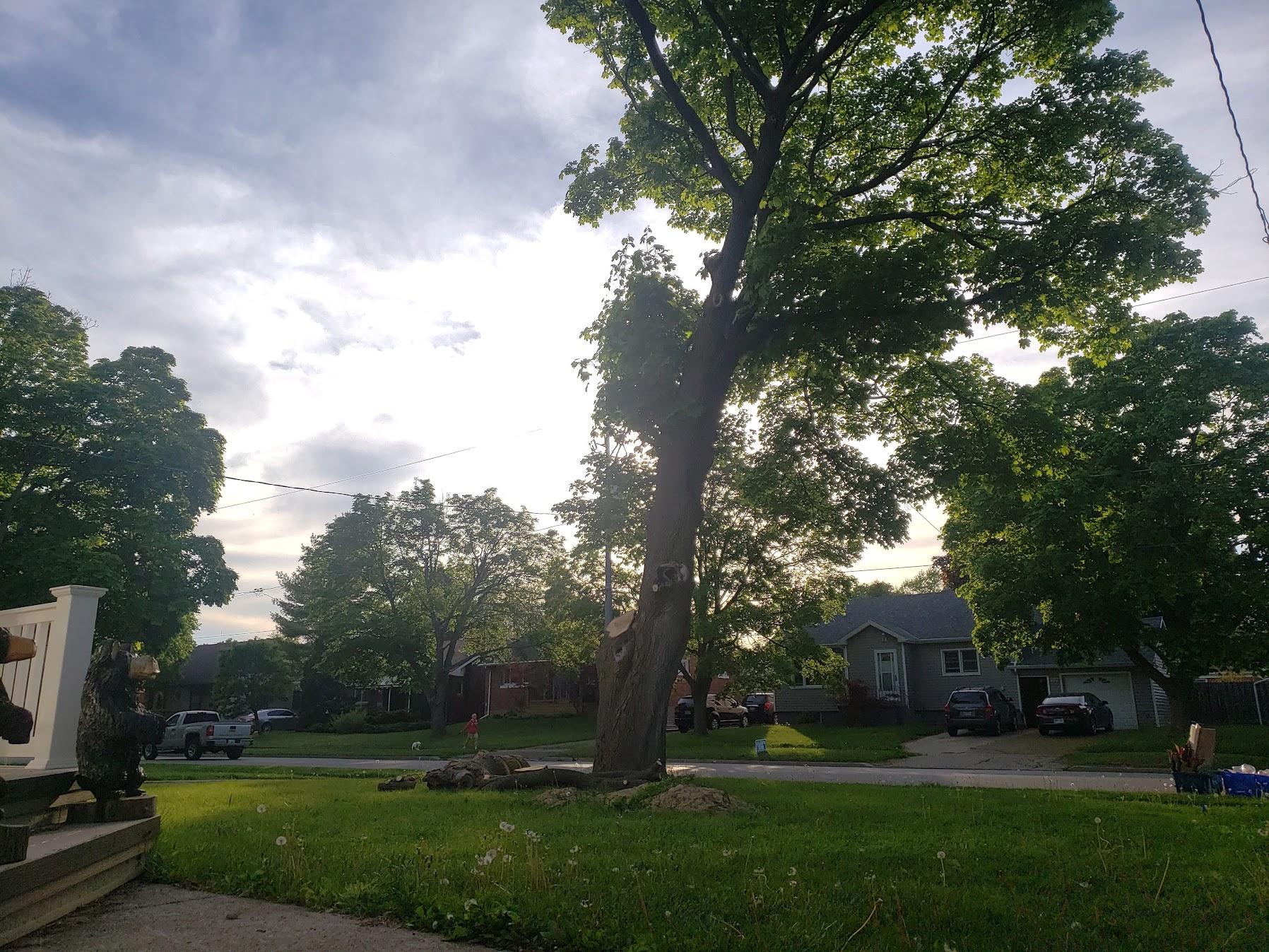 Tree Trimming after