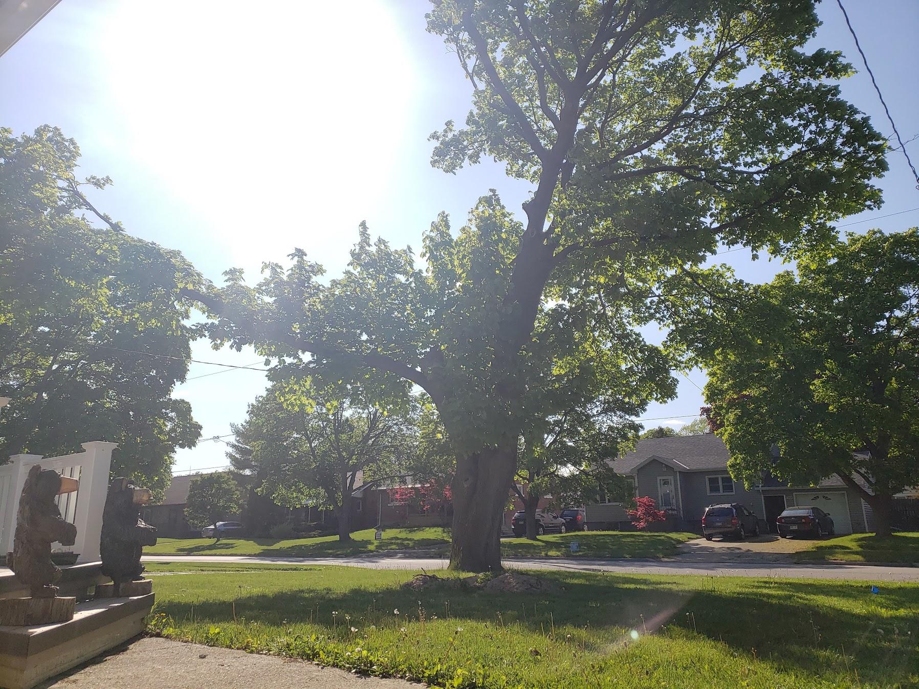 Tree Trimming before